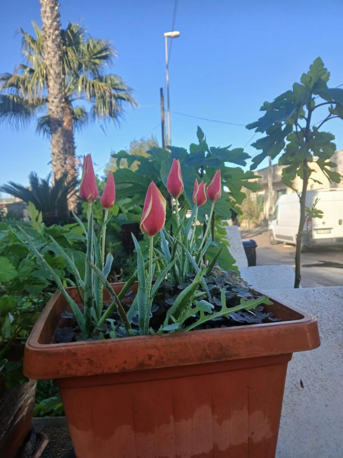 Trullo Contrada Stracca Guest House Алисте Екстериор снимка